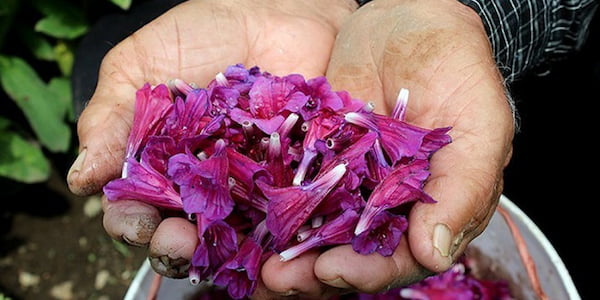 تصویر 4 از قیمت خرید گل گاو زبان صحرایی با فروش عمده